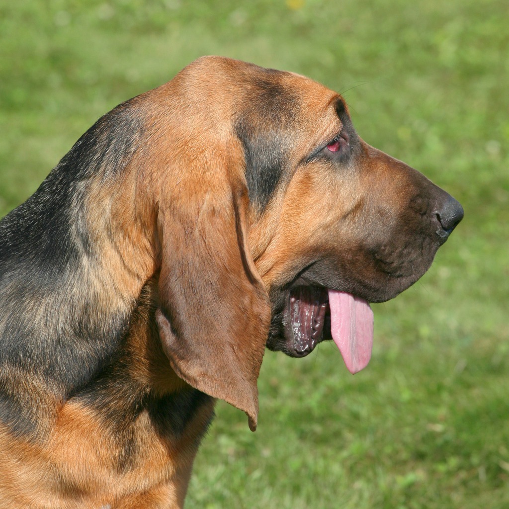 The Bible Bloodhound